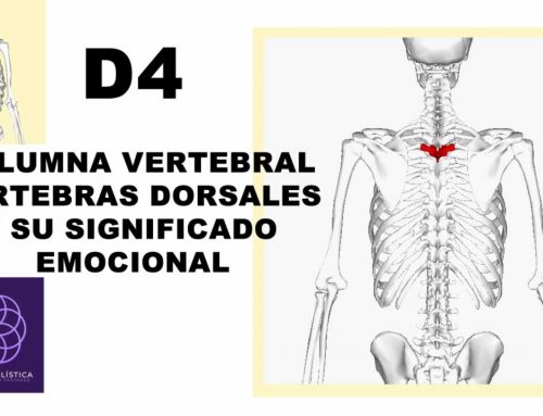D4 – Columna vertebral – vértebras dorsales, significado emocional y formas de sanarlo